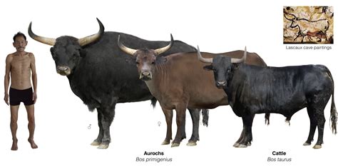 The Aurochs and it’s less impressive domestic cattle descendant : r ...
