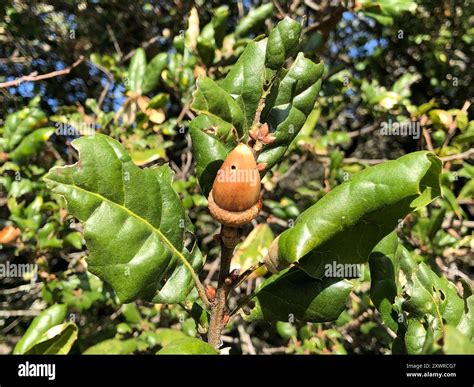coast live oak (Quercus agrifolia) Plantae Stock Photo - Alamy