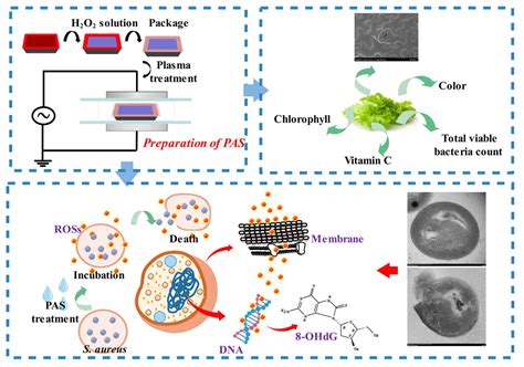 Effect of Plasma-Activated Solution Treatment on Cell Biology of ...