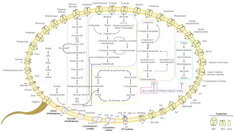 Taxogenomic and Metabolic Insights into Marinobacterium ramblicola sp ...
