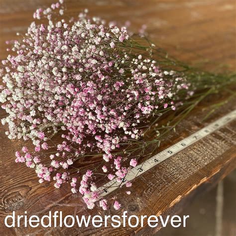 Baby's Breath - Gypsophila - Pink - Dried Flowers Forever - DIY