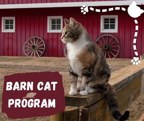 Image result for Working Cat Program