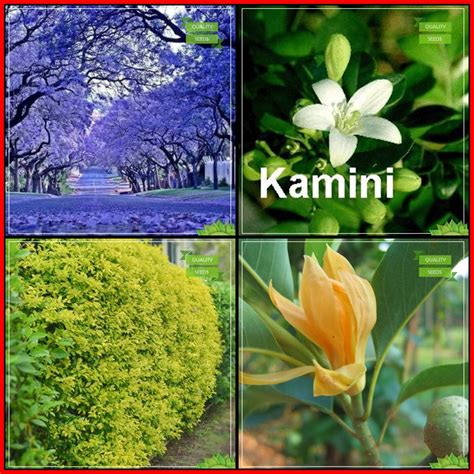 Creative Farmer Summer Seeds Combo Tree Seeds : Jacaranda Mimosafolia ...