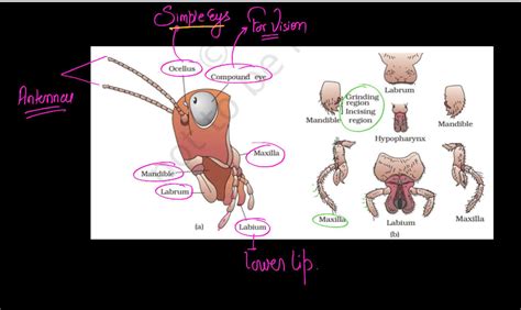 Cockroach Structure - Anatomy, Muscular and Nervous Tissue