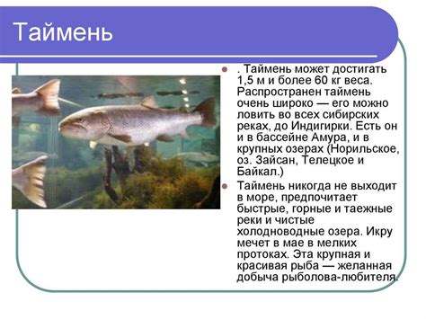 Таймень: описание рыбы с фото, где водится, чем питается