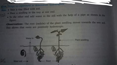 describe an experiment to demonstrate hydrotropism - Brainly.in