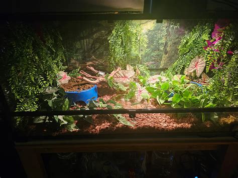 Ball python day/night cycle - Enclosures & Setups - MorphMarket Reptile ...