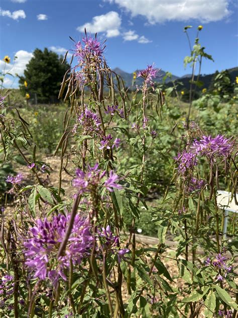 Cleome Serrulata