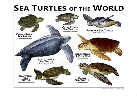Sea Turtles of Mexico Poster Print