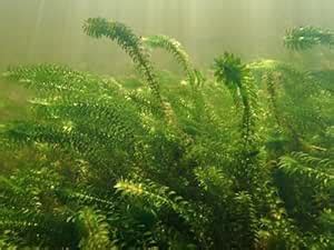 SRI DATTA AQUARIST Waterweed Live Natural Plant (Elodea Canadensis) For ...