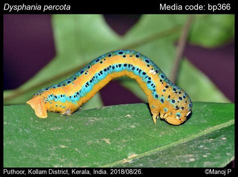 Dysphania percota (Swinhoe, 1891) - | Moths