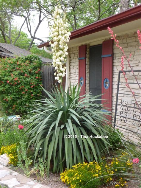 Soft-leaf Yucca | My Gardener Says…