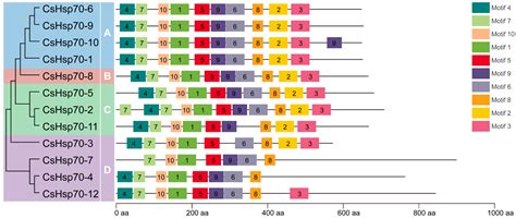 Comprehensive Genomic Analysis and Expression Profile of Hsp70 Gene ...