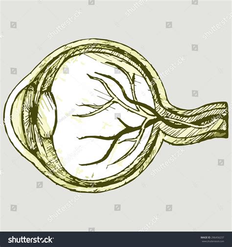 Image result for Optometry Drawing