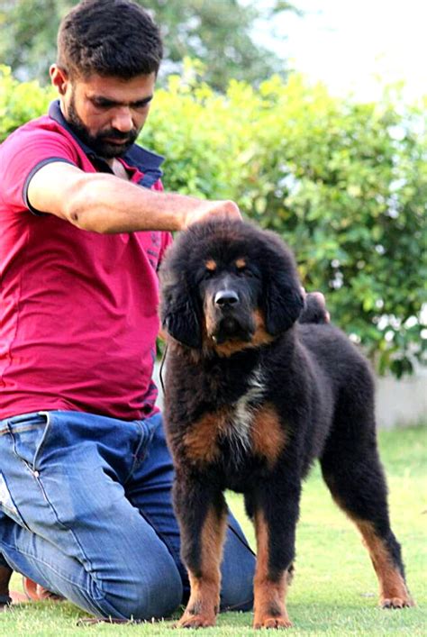 Best pet shop in Delhi | Dog for sale in Delhi | Testifykennel.co.in