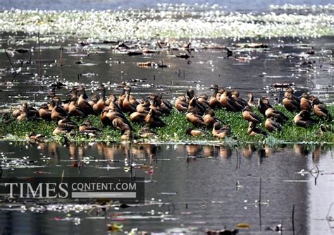 Migratory ducks Feature Photo Migrant wetland ducks : M...