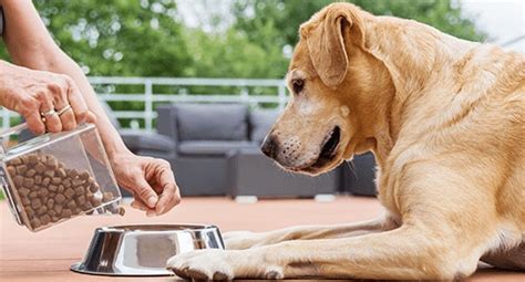 Dog Food Labels: Dates and Shelf Life - IAMS