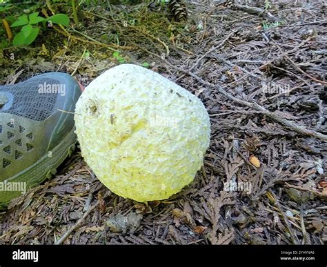 Western Giant Puffball (Calvatia booniana Stock Photo - Alamy