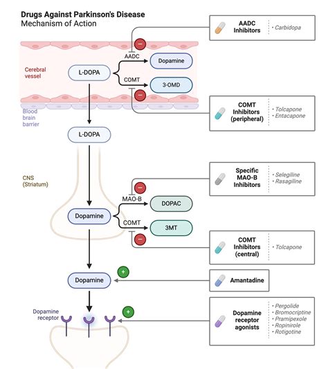 Drugs Against Parkinson's Disease - Mechanism of Action | BioRender Science Templates