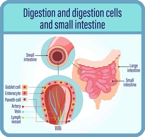 Image result for Digestive System Cells