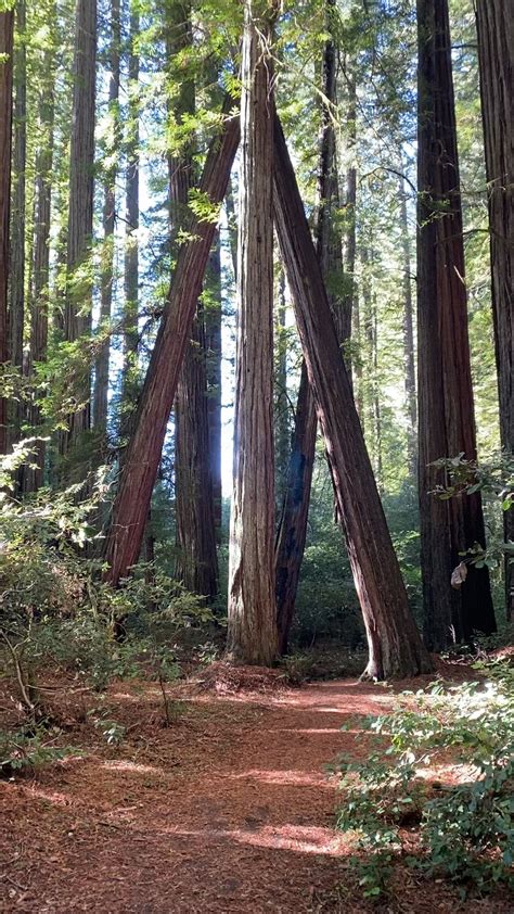 Image result for Two Crossed Trees