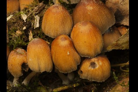 Paddenstoelen in Friesland - Gewone glimmerinktzwam (Coprinellus micaceus)
