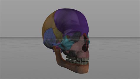 3D human skull model - TurboSquid 1310366