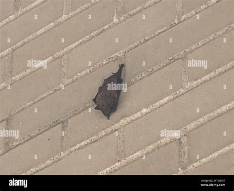Big Brown Bat (Eptesicus fuscus Stock Photo - Alamy