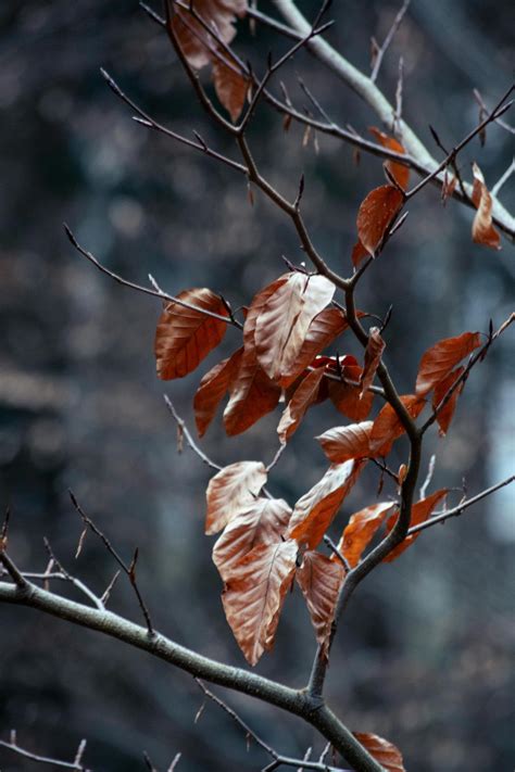 Image result for Minecraft Pooping Mod