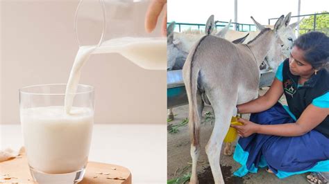 Donkey Milk : గాడిద పాలతో ఎన్ని లాభాలో.. తెలిస్తే మీరూ మిస్ చేయరు ...