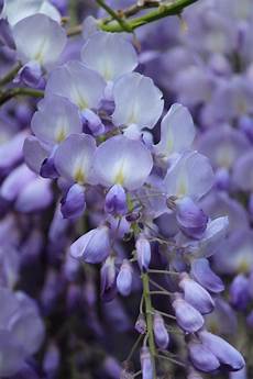 glicine fiore free images nature blossom purple petal bloom glicine fiore free images nature blossom purple petal bloom