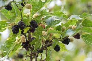 Chalisa MulBerry, Mulberries Seed Price in India - Buy Chalisa MulBerry ...