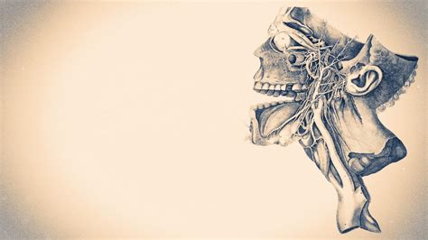 Anatomy and Physiology Wallpapers - Top Free Anatomy and Physiology Backgrounds - WallpaperAccess