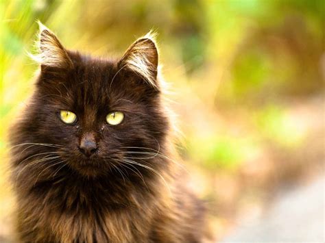 19 Best Brown Cat Breeds - The Discerning Cat