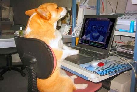 Image result for Funny Animal Using Computer