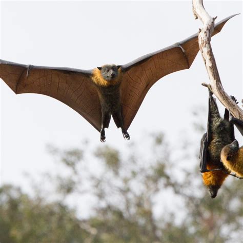 Are Bats Mammals
