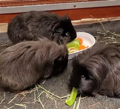 Male guinea pigs vs females? : r/guineapigs