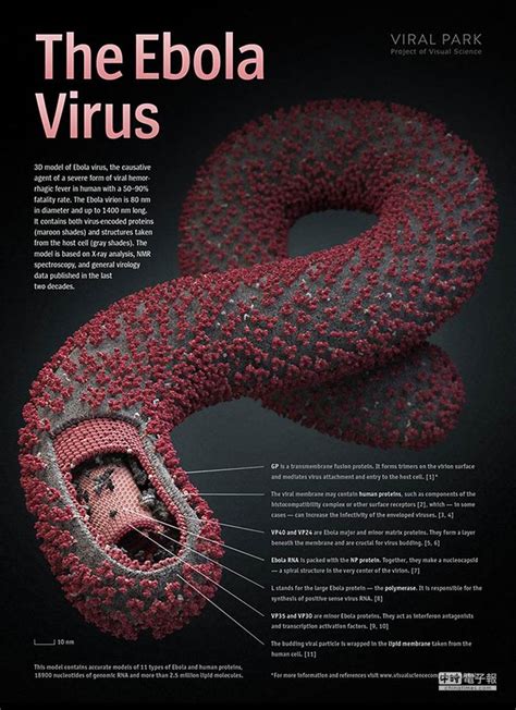 伊波拉病毒 - 720P|1080P高清下载 - 港台电影 - BT天堂