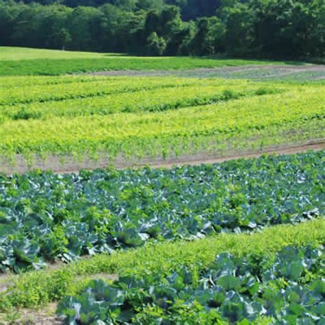 AGRICULTURE POLICY SERIES | India International Centre