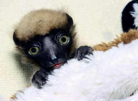 Rare Lemur! | Page 102 | The Times of India