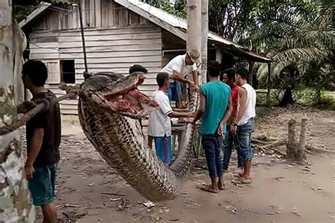 Giant Python Eating Prey 的图像结果