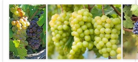 En marge du festival des raisins ( Commune Cherrat / province de Ben ...