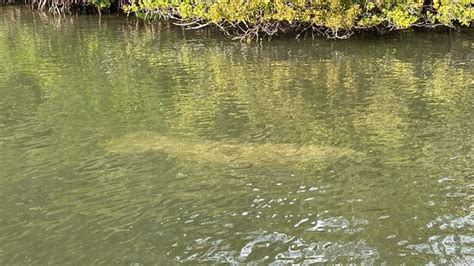 Tiki Cruises (Merritt Island) - 2022 What to Know Before You Go (with ...