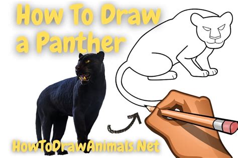 Image result for Draw Panther Tutorial