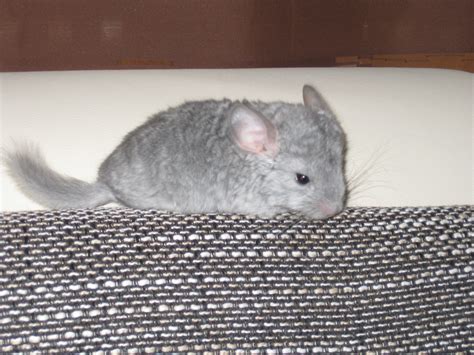 Chinchillas aus 2009 abzugeben in Buxtehude | Tiere | Kleinanzeigen