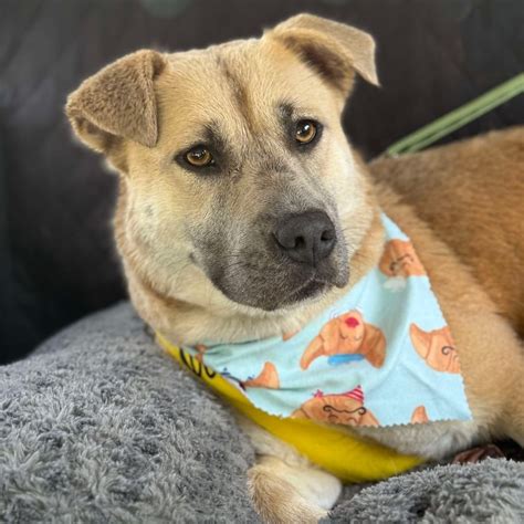 Guilford County Animal Shelter in Greensboro, NC - Find Paw Pal