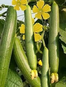 Rashmi Sponge Gourd/Loofah (Torai) Vegetable Seeds for home & Kitchen ...