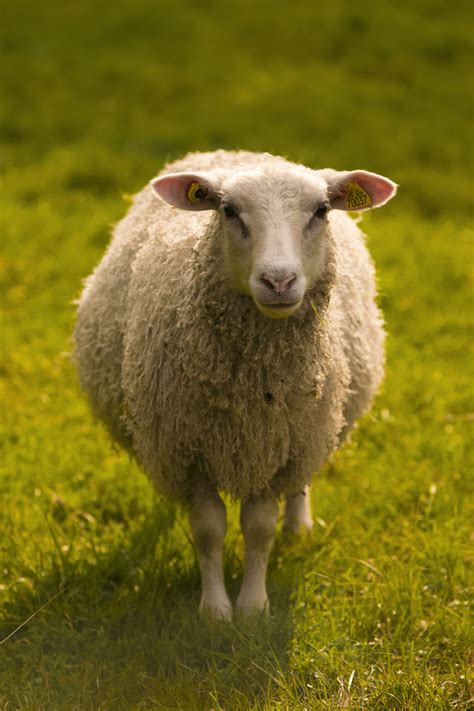 Sheep Image