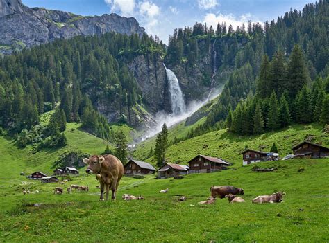 Swiss Farmers Union - News, Articles and Whitepapers - New Food Magazine