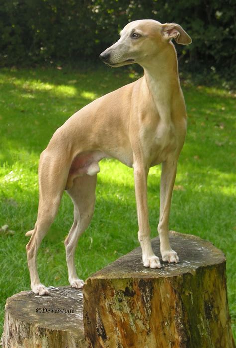 Whippet Dog, Greyhound, Dog Breeds, Dogs And Puppies, Kangaroo ...